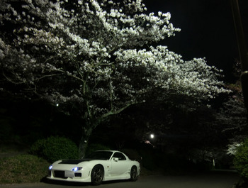 FDと桜その3.jpg